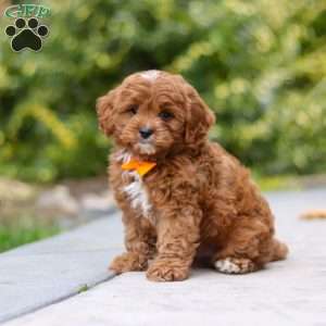 Peyton, Cavapoo Puppy